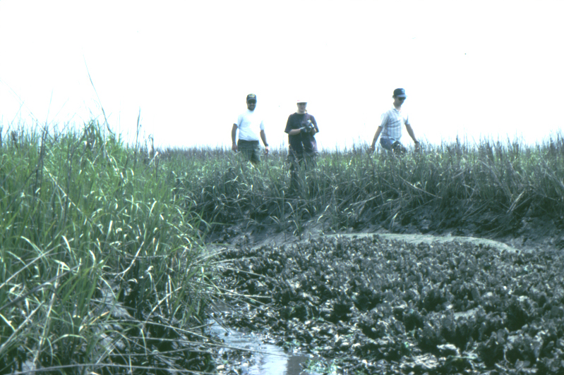 Oyster Grass