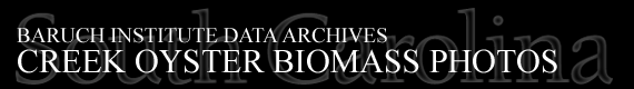 Baruch Institute Data Archives | CREEK Oyster Biomass Photos