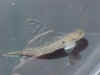 SharptailBest.jpg (21758 bytes)